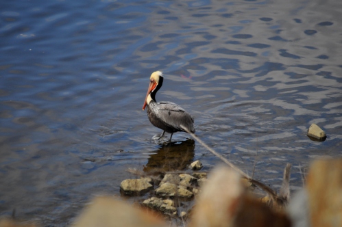Birds of San Gabriel River: Black Neck Pelican (quite rare) 