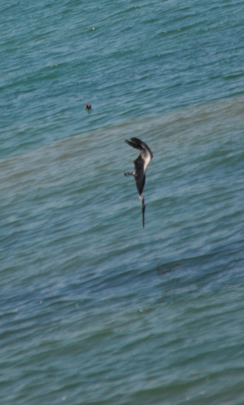 Pelican diving 