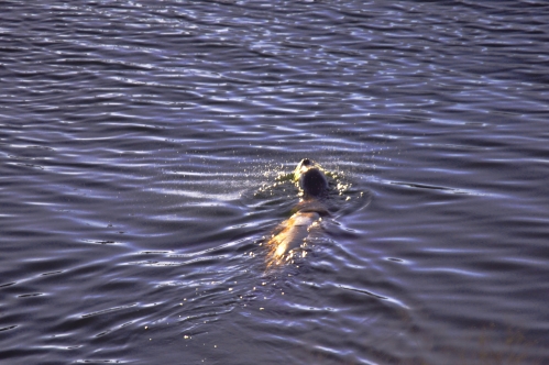 Seal @ San Gabriel River Mile 2.25 Swimming inland with the high tide 