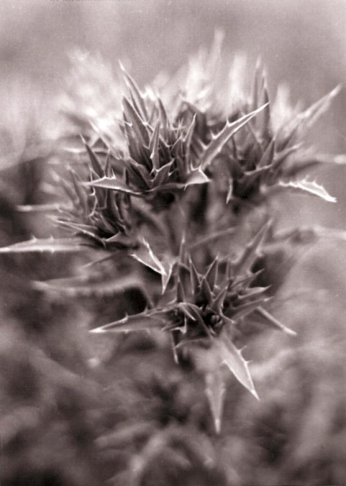 Aloe-like Thorny Plant-Lunca Breaza-1981