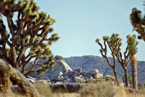 Photo by NPS/Brad Sutton: Landscape photo of Joshua Tree National Park with Joshua trees in the foreground and rock formations in the distance