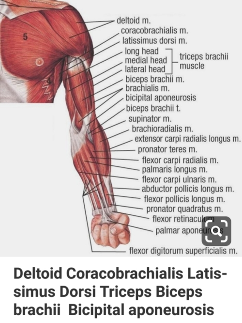 Deltoid coracobrachialis latisimus dorsi triceps biceps brachii bicipital aponeurisis